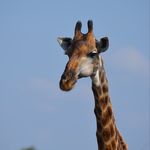 Profile Picture of Kyle deWitt (@dewittagg) on Instagram