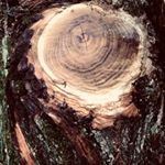 Profile Picture of Ron Griffin (@locustposttreeworks) on Instagram