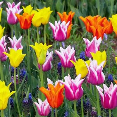 Profile Picture of Kim McGuire-Teal (@McTeal4life) on Twitter