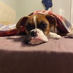 Profile Picture of RYKER🐶 (@rykertheboxer) on Instagram