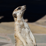 Profile Picture of Mango Nui (@mango_nui) on Flickr