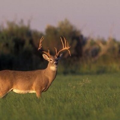 Profile Picture of Shawn Blevins (@Blevins34) on Twitter