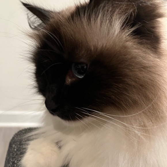 Profile Picture of Sarah Toohill (@sarahaudreyo) on Poshmark