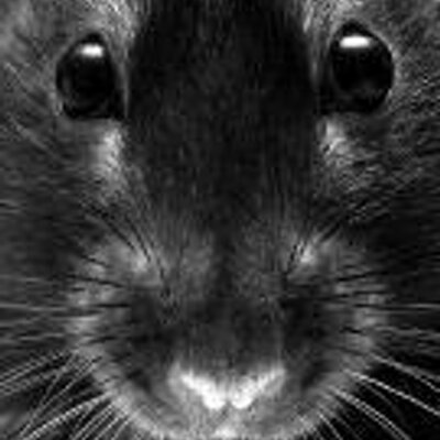 Profile Picture of Ralph H Hecht (@CSHR1) on Twitter