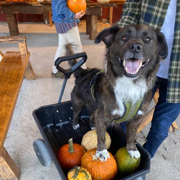 Profile Picture of Christina Bouchillon (@cbouchillon) on Poshmark