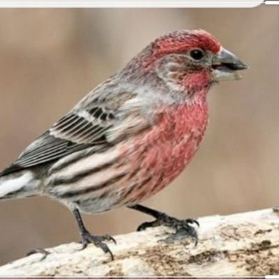 Profile Picture of Jo Finch (@Jojofinchers) on Twitter
