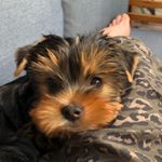 Profile Picture of Kevin (@kevin_yorkie2020) on Instagram
