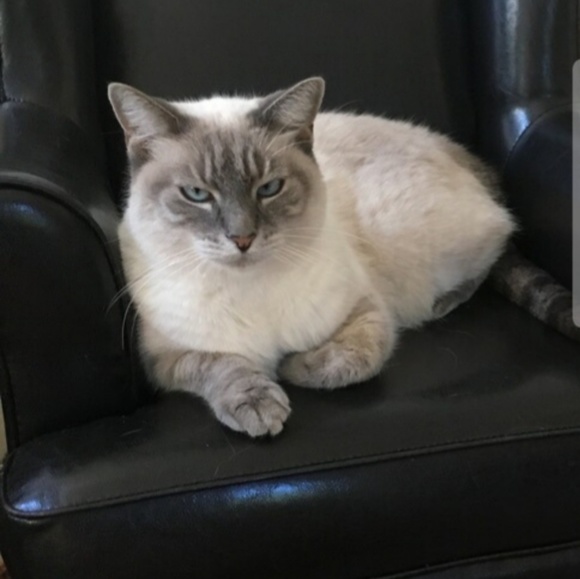 Profile Picture of Monica Giannini (@magfashionista) on Poshmark