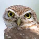 Profile Picture of Thomas Cahana (@toma_.photography) on Instagram