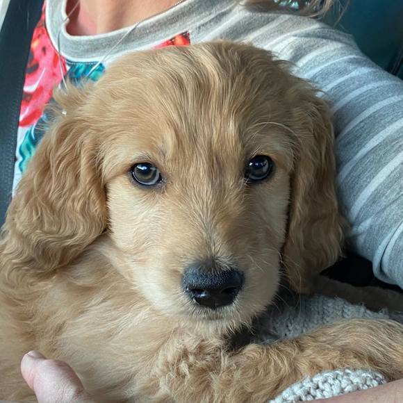 Profile Picture of Stephanie Humann (@stephhumann) on Poshmark