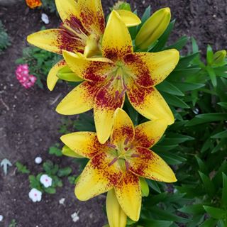 Profile Picture of Cindy Glomski (@cindy.glomski) on Facebook