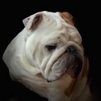 Profile Picture of Al Pavao (@al.pavao.5) on Facebook