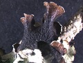 Profile Picture of Platismatia wheelerion Wikipedia