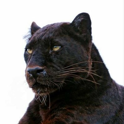 Profile Picture of Larry Mckay (@LarryMckay8) on Twitter