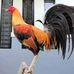 Profile Picture of Jonathan Sumba (@jonathan.sumba.54) on Facebook