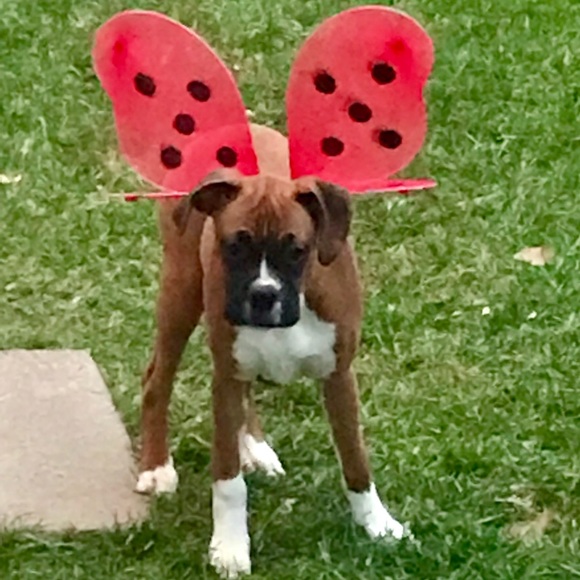 Profile Picture of Tracy Luciw (@tluciw) on Poshmark