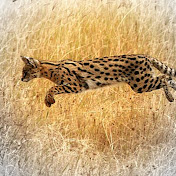 Profile Picture of Jordan Laughlin (@jordanlaughlin4195) on Youtube