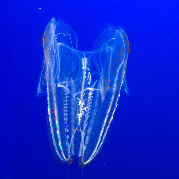 Profile Picture of Grace Llemos-sy (@tata16jin) on Poshmark