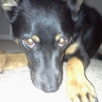 Profile Picture of Andrew Steigerwald (@andrewsteigerwa) on Twitter