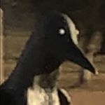 Profile Picture of Henry Wiley (@henrywiley1262) on Instagram