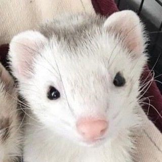 Profile Picture of mako ✧ (@bobaseal) on Tiktok