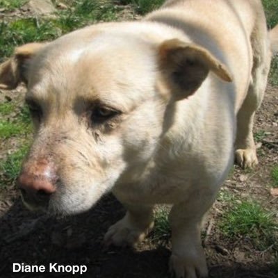 Profile Picture of Diane Knopp (@knoppiane) on Twitter