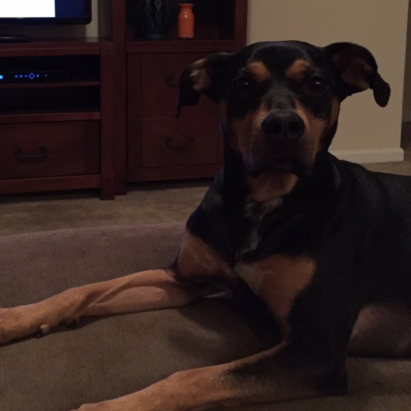 Profile Picture of Rachel Blicker (@rachelblicker) on Poshmark