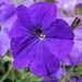 Profile Picture of Joselia Guerreiro (@joseliaguerreir) on Pinterest