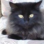 Profile Picture of Robin Heffley (@robinheffley7) on Pinterest