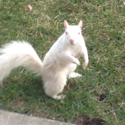 Profile Picture of Curt McCormick (@Mac_curt) on Twitter