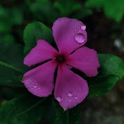 Profile Picture of SHYAM KRISHNAN T (@shyamkrishnant5207) on Youtube