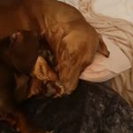 Profile Picture of kerry wolstenholme (@dobby_and_berry_our_dachshunds) on Instagram