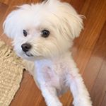 Profile Picture of April Keaton (@pawsitivelypico) on Instagram