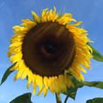 Profile Picture of Pete Cahill (@cahillroy) on Instagram