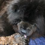 Profile Picture of Samsistorm Chows (@samsistorm) on Instagram