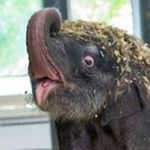 Profile Picture of gumpychad (@gumpychad) on Instagram