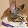 Profile Picture of Sandy Schaefer (@Purrfect_Storm) on Flickr