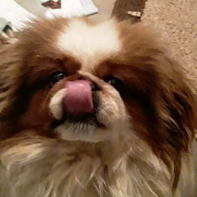 Profile Picture of Lori Upton (@LoriUpton6) on Twitter