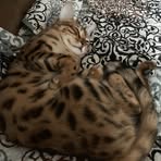 Profile Picture of Julian Chapall (@julian.chapall.1) on Facebook