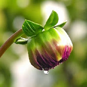 Allan Day - Youtube Profile Picture of Allan Day (@allanday8651) on Youtube