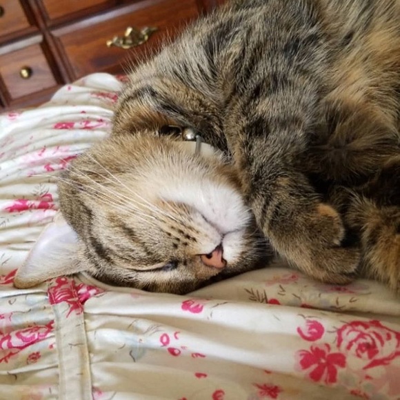 Profile Picture of Lorelei Mitchell (@slytherpvff) on Poshmark