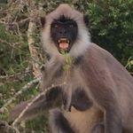 Profile Picture of Gregor Sankun (@robotlemonata) on Instagram