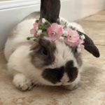 Profile Picture of Phyllis (@phyllisflopsthehollandlop) on Instagram