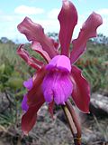 Profile Picture of Cattleya elongataon Wikipedia