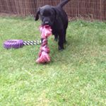 Profile Picture of Murphy Jenkinson (@littel_fuge_13) on Instagram