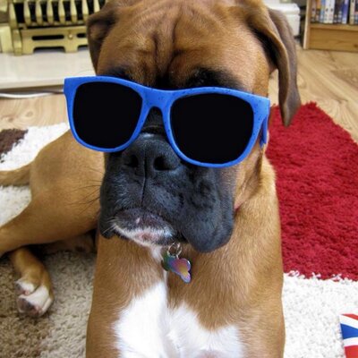 Profile Picture of Brooklyn Insteness (@instenessb) on Twitter