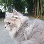 Profile Picture of Cathy Sharon 🐈 (@meowdcathy) on Instagram