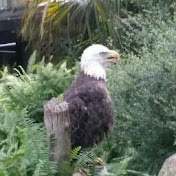 Profile Picture of Robert Manis (@robertmanis8605) on Youtube