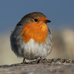 Profile Picture of Robin Morrison (@Robin M Morrison) on Flickr