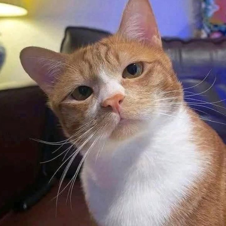 Profile Picture of Ericca🐼🌼 (@ericca312) on Tiktok